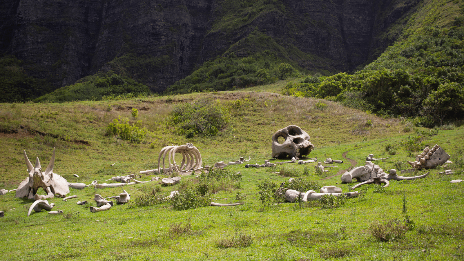 Grassy hill with bones