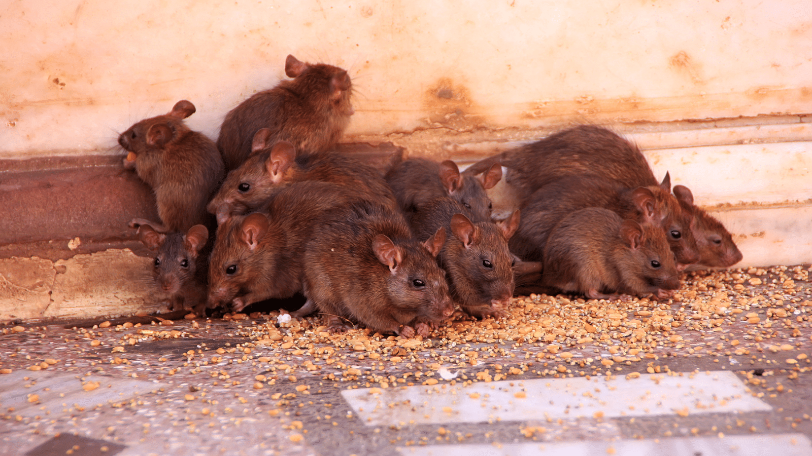 Rats in a group