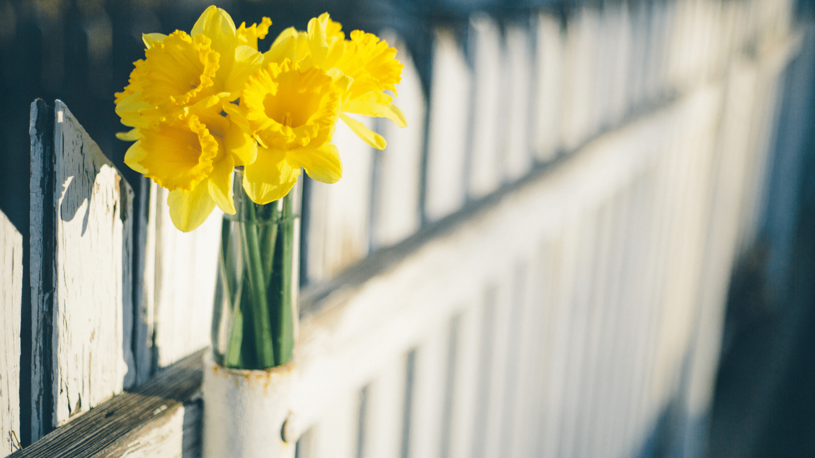 White fence with yellow daffodils