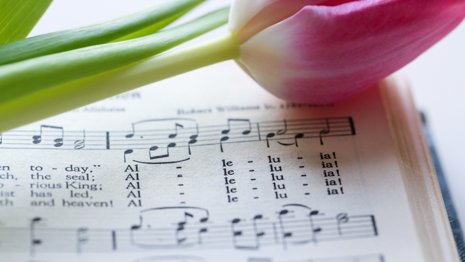 sheet music and pink flower