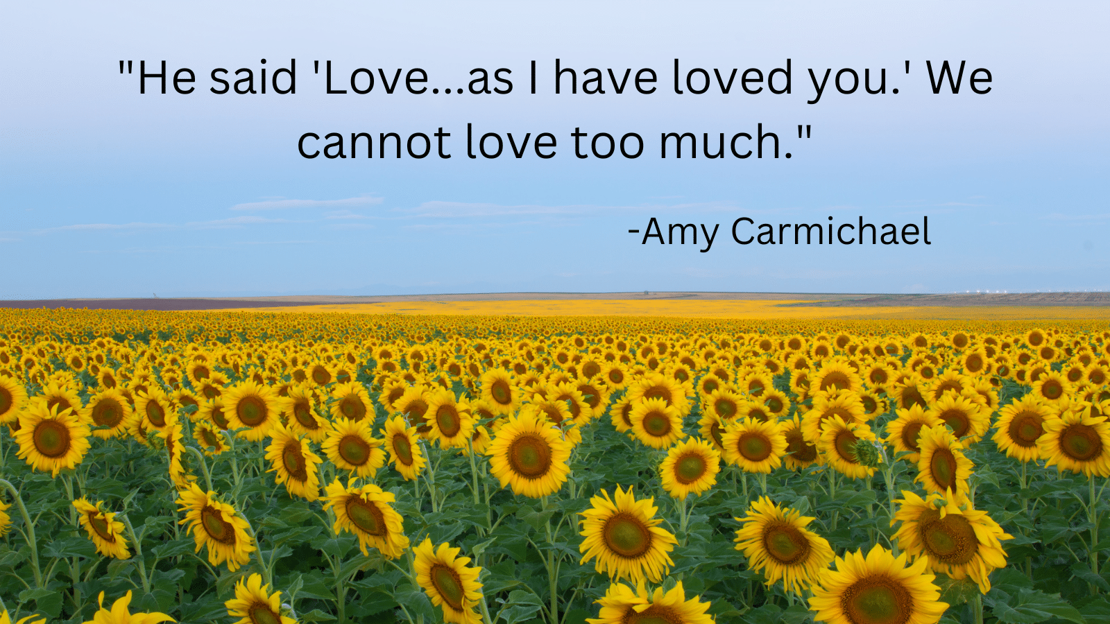 Field of sunflowers and Amy Carmichael quote
