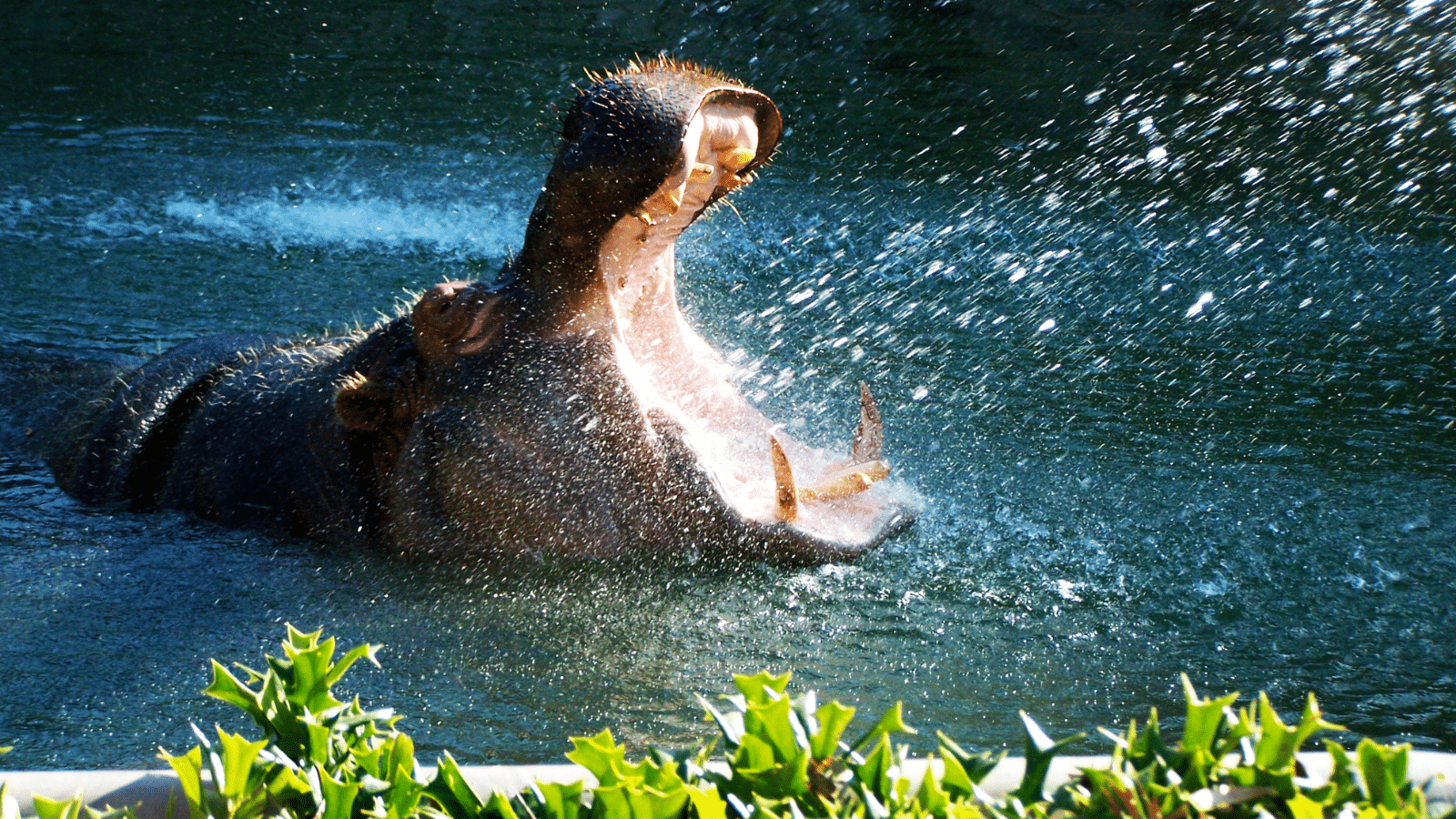 Hippopotamus in the water, with it's mouth open wide, spitting out water.