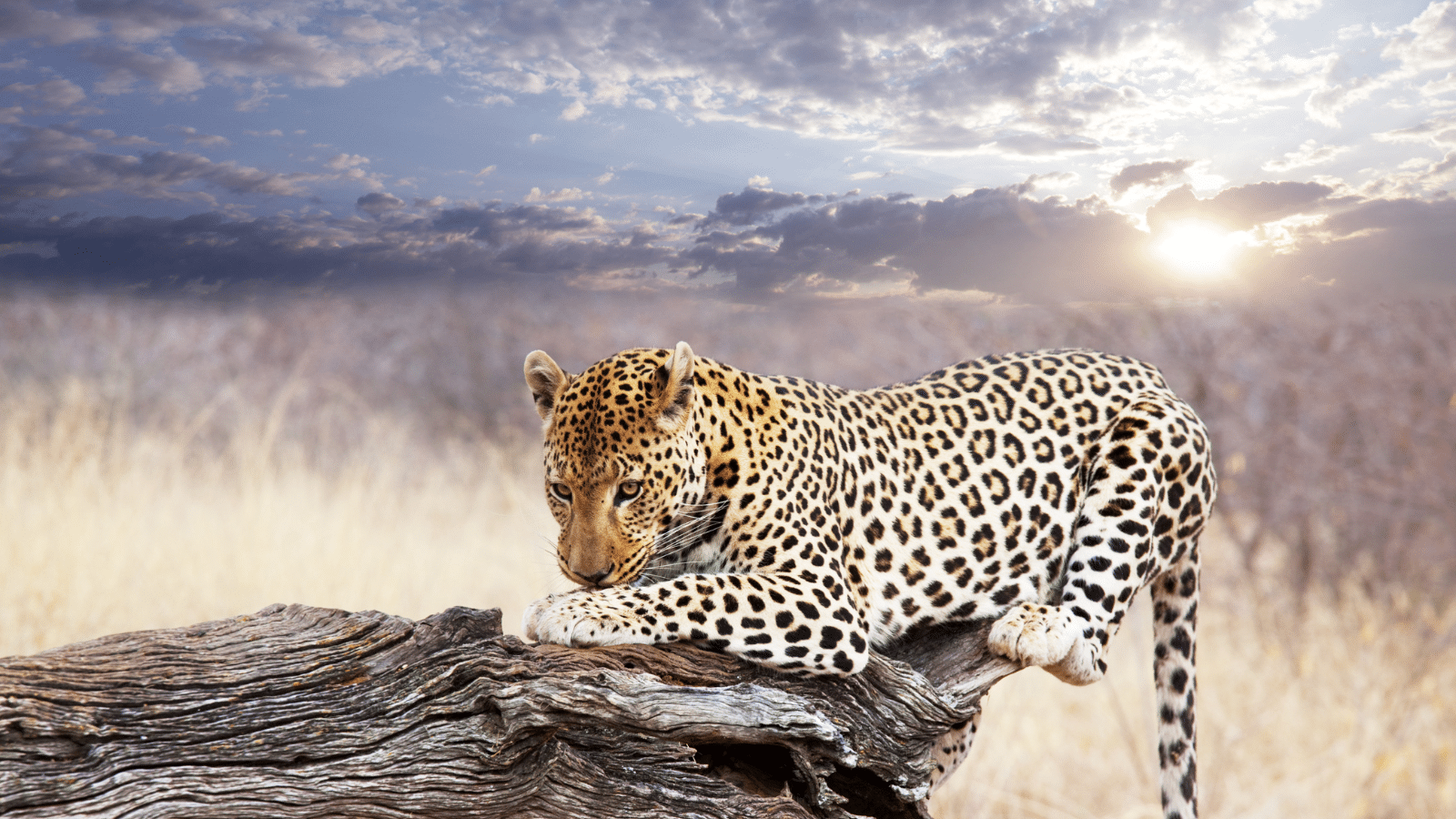 Leopard on a dead tree in the savannah.