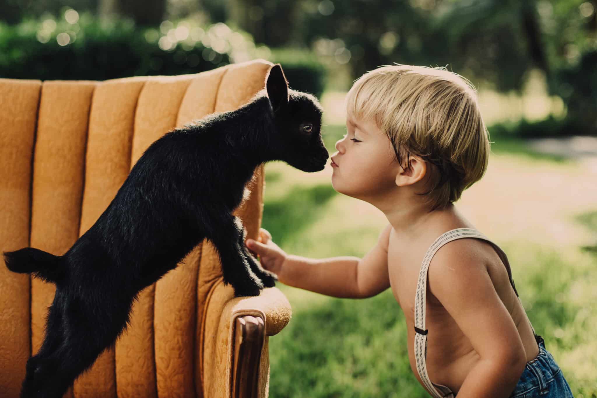 a bare chested toddler boy in suspenders standing in the grass kissing a baby goat, that is standing on a