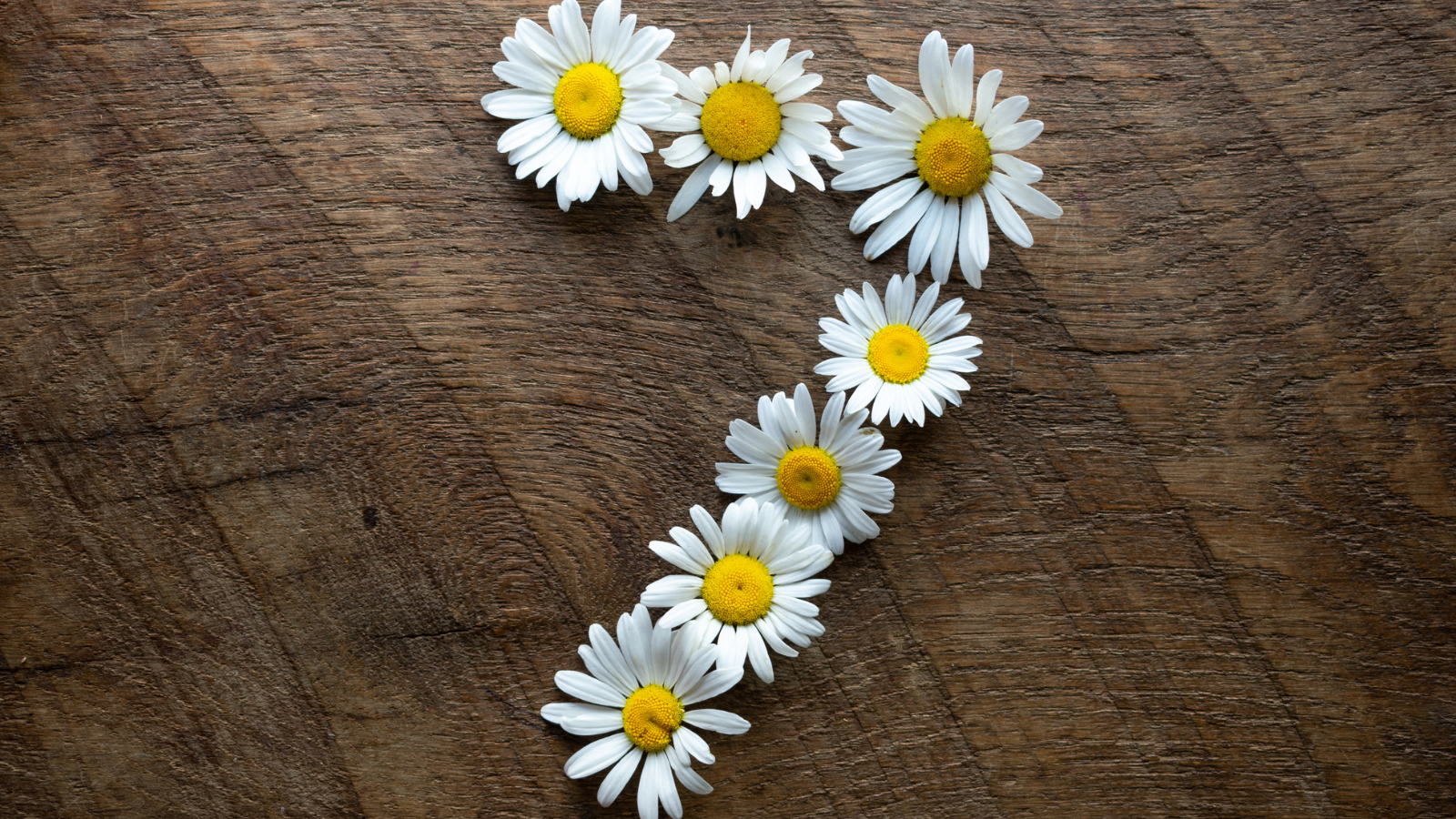 Daisies laid out to make the number 7.