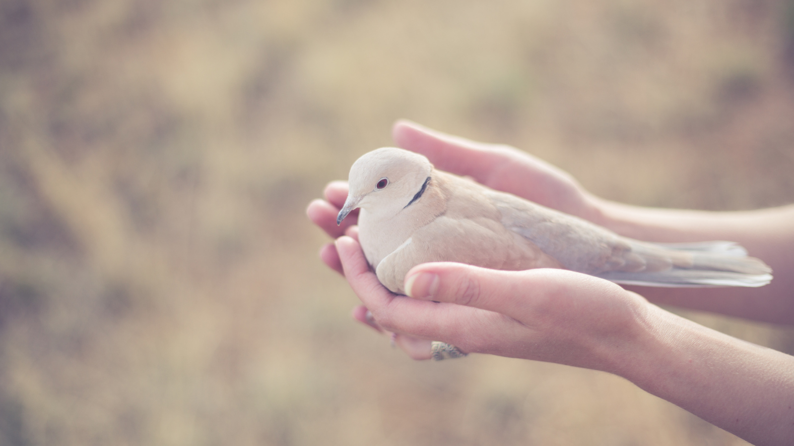 Open hands holding a dove.