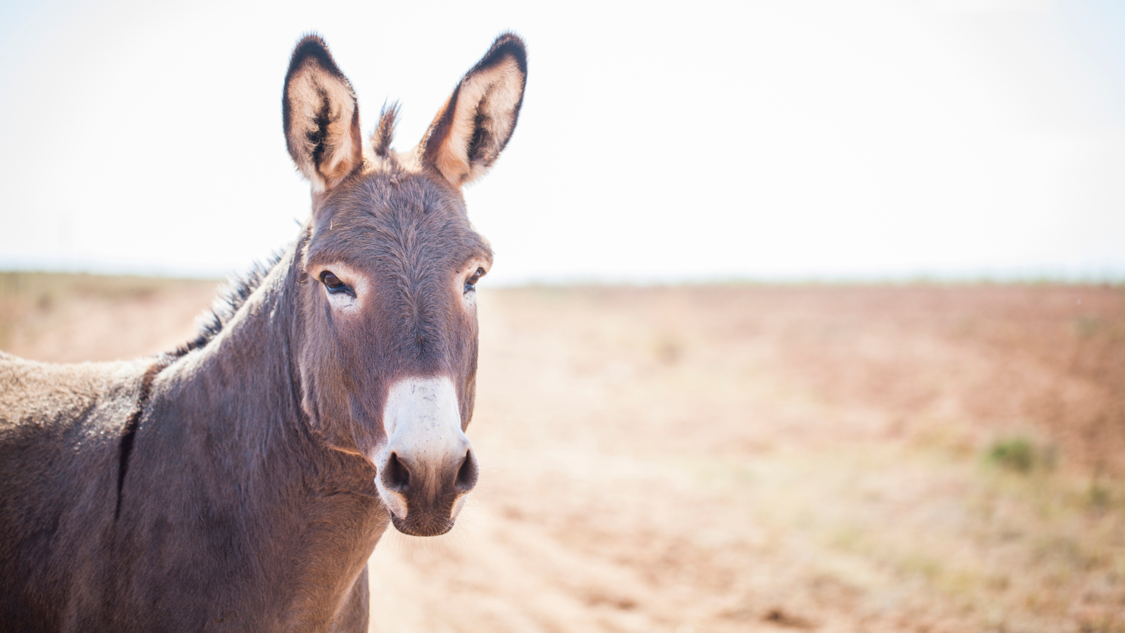 A donkey standing in a field.