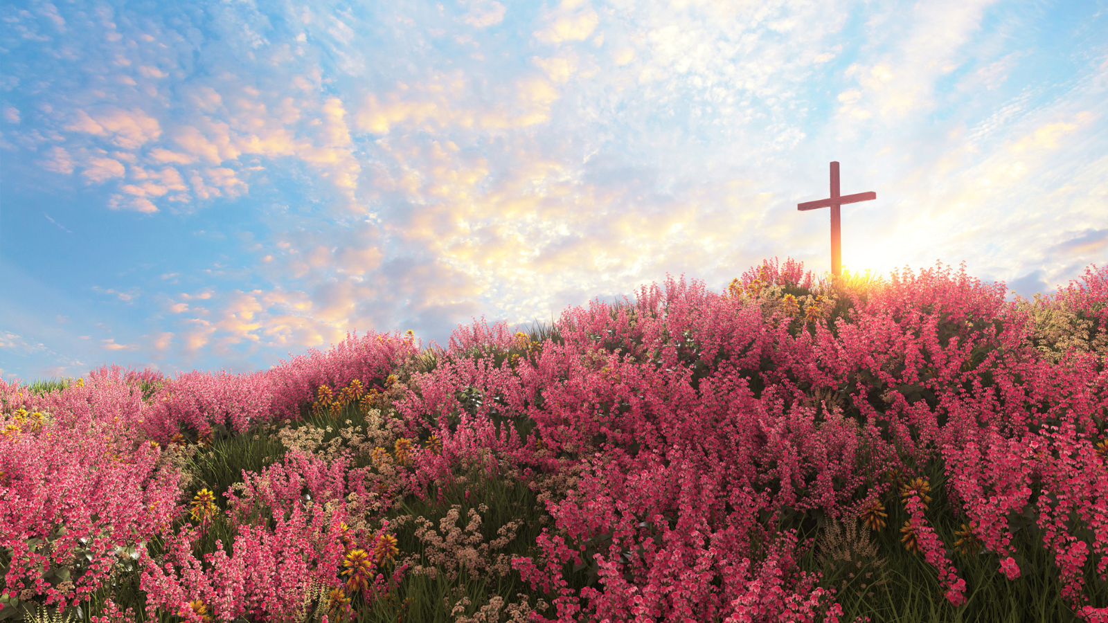 A hill full of flowers with a cross on top.