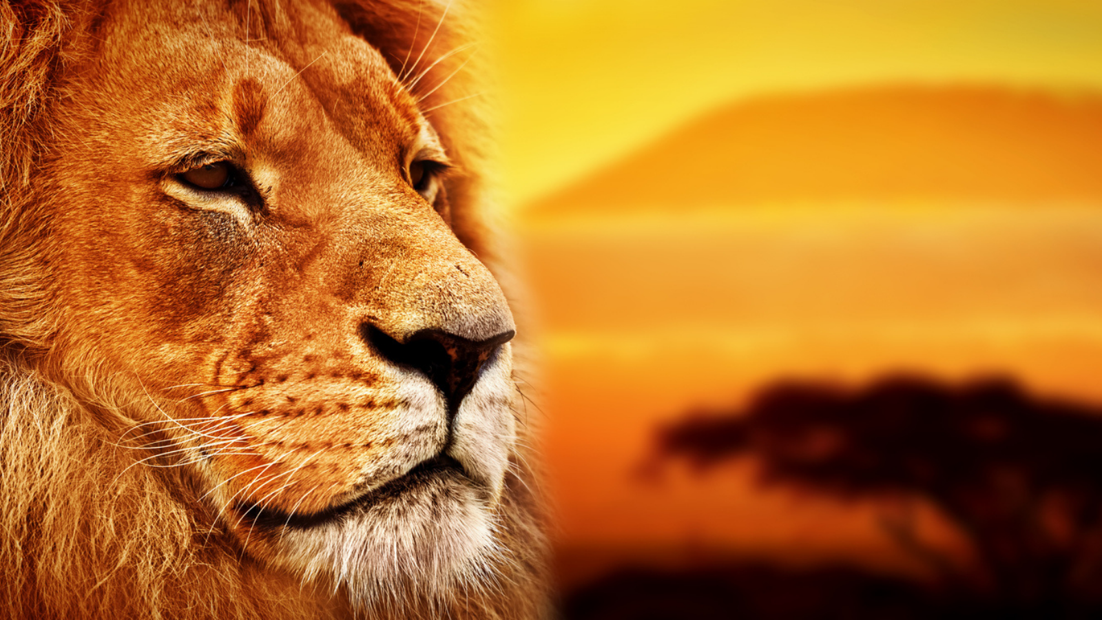 A lion against a sunset.