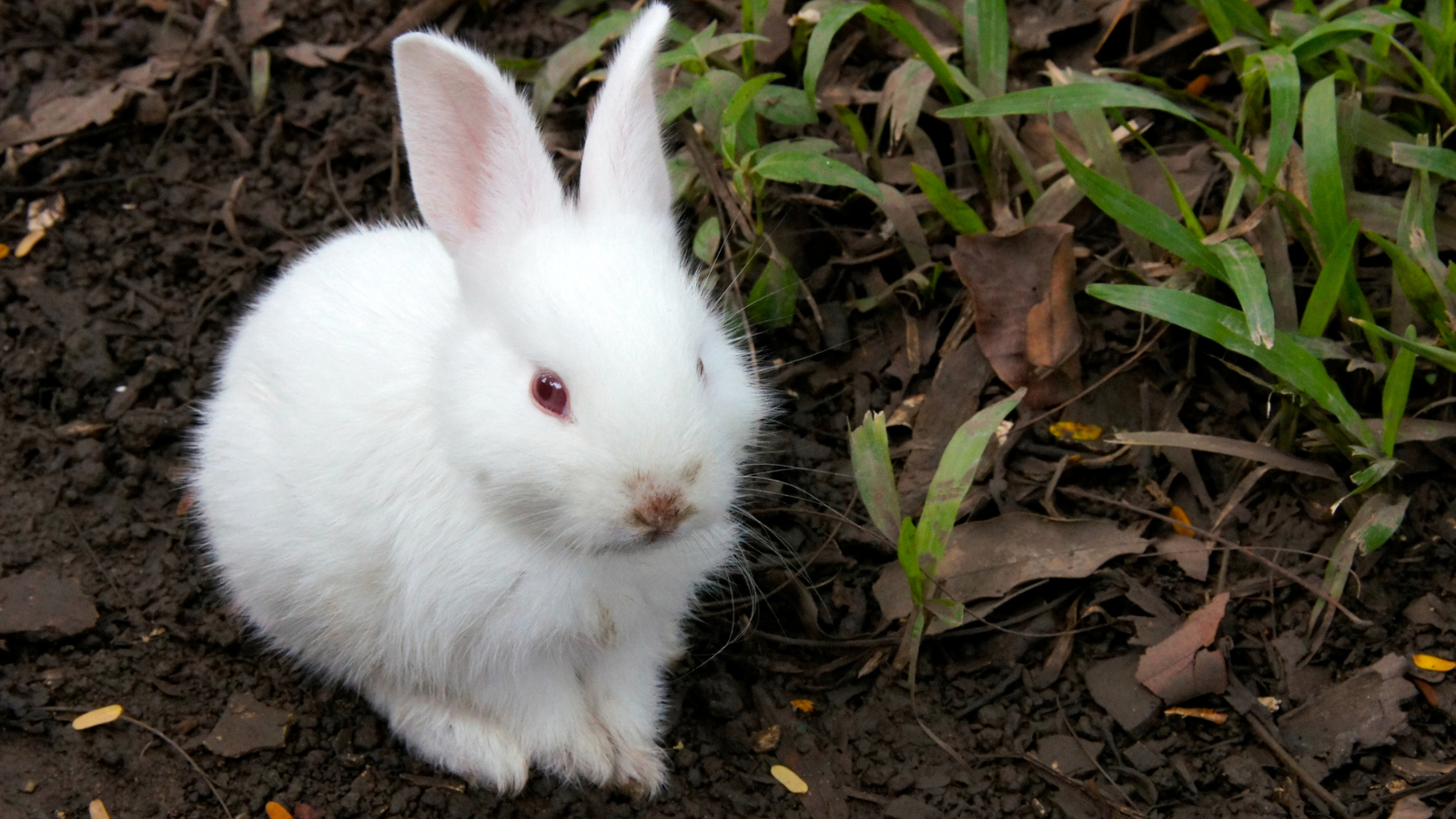 A white rabbit.