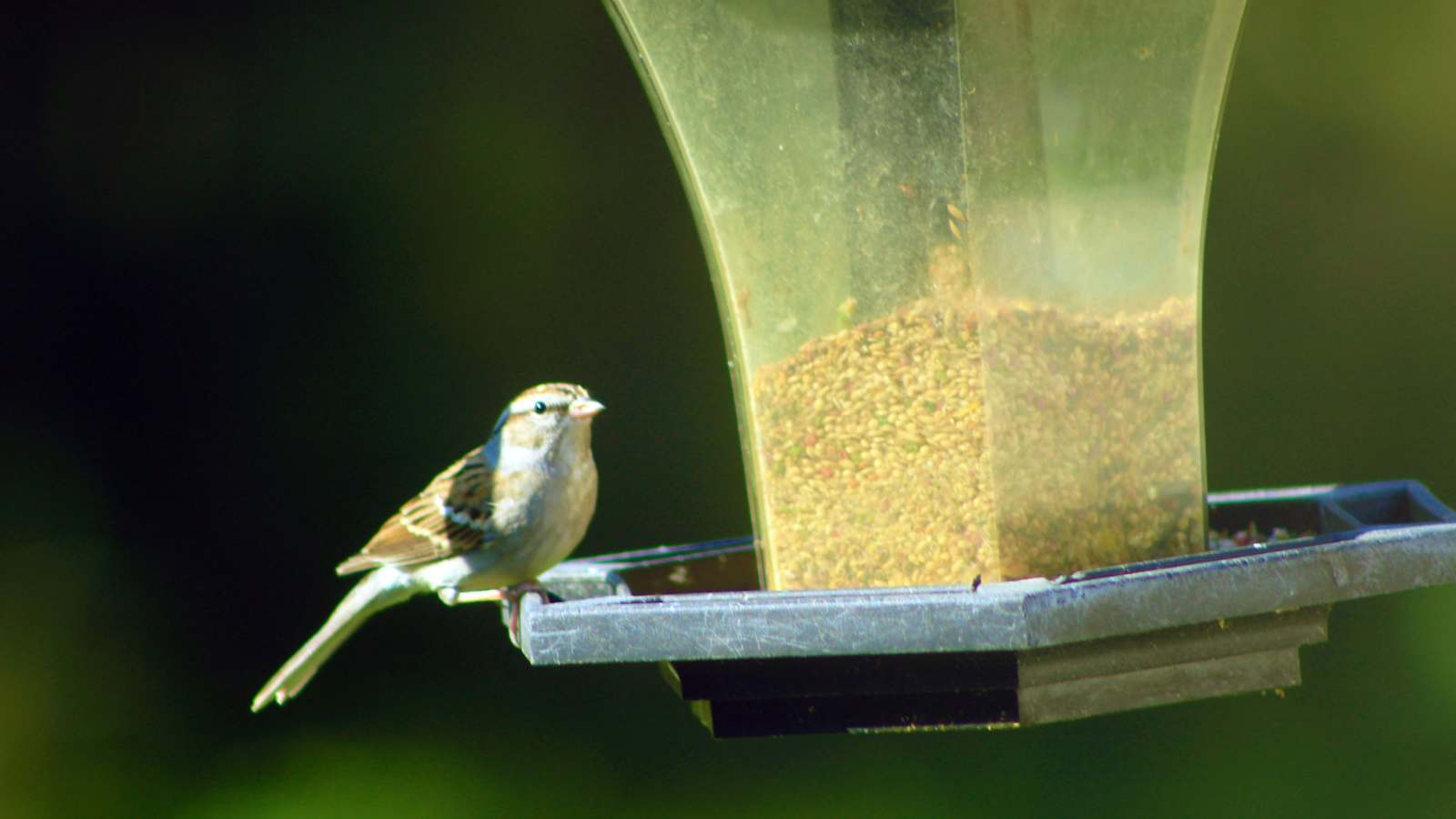 A sparrow on a bird feeder.
