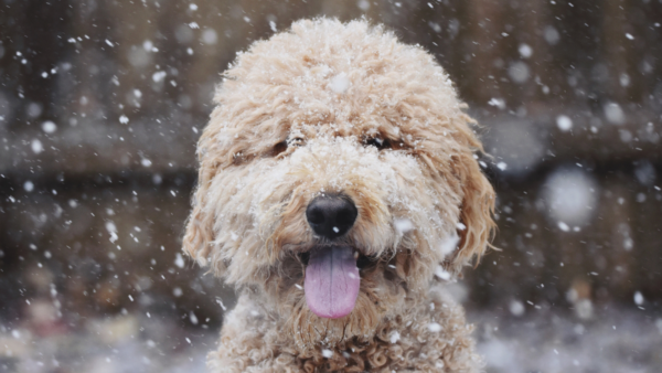 A fluffy dog getting snowed on.