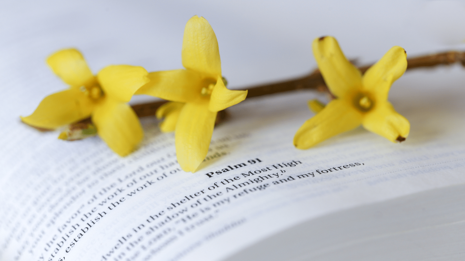 Bible book of Psalms with yellow flowers