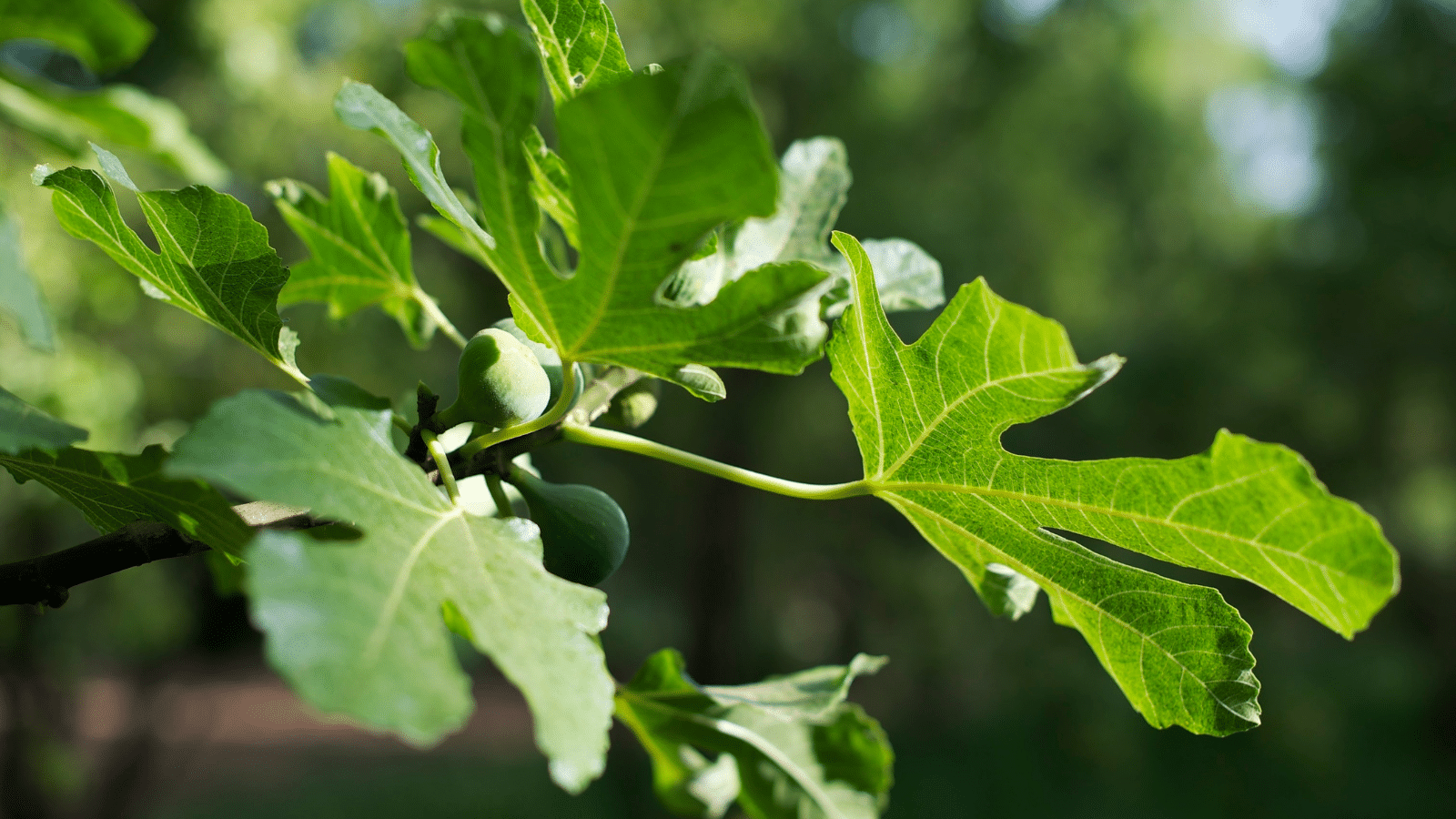 fig tree leaves