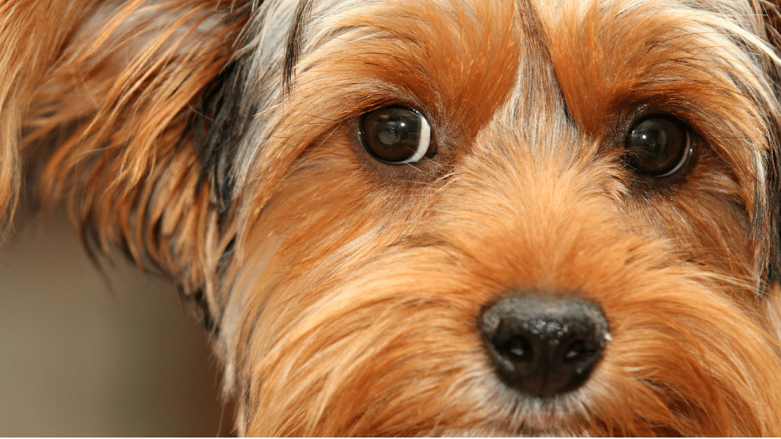 close up of terrier dog