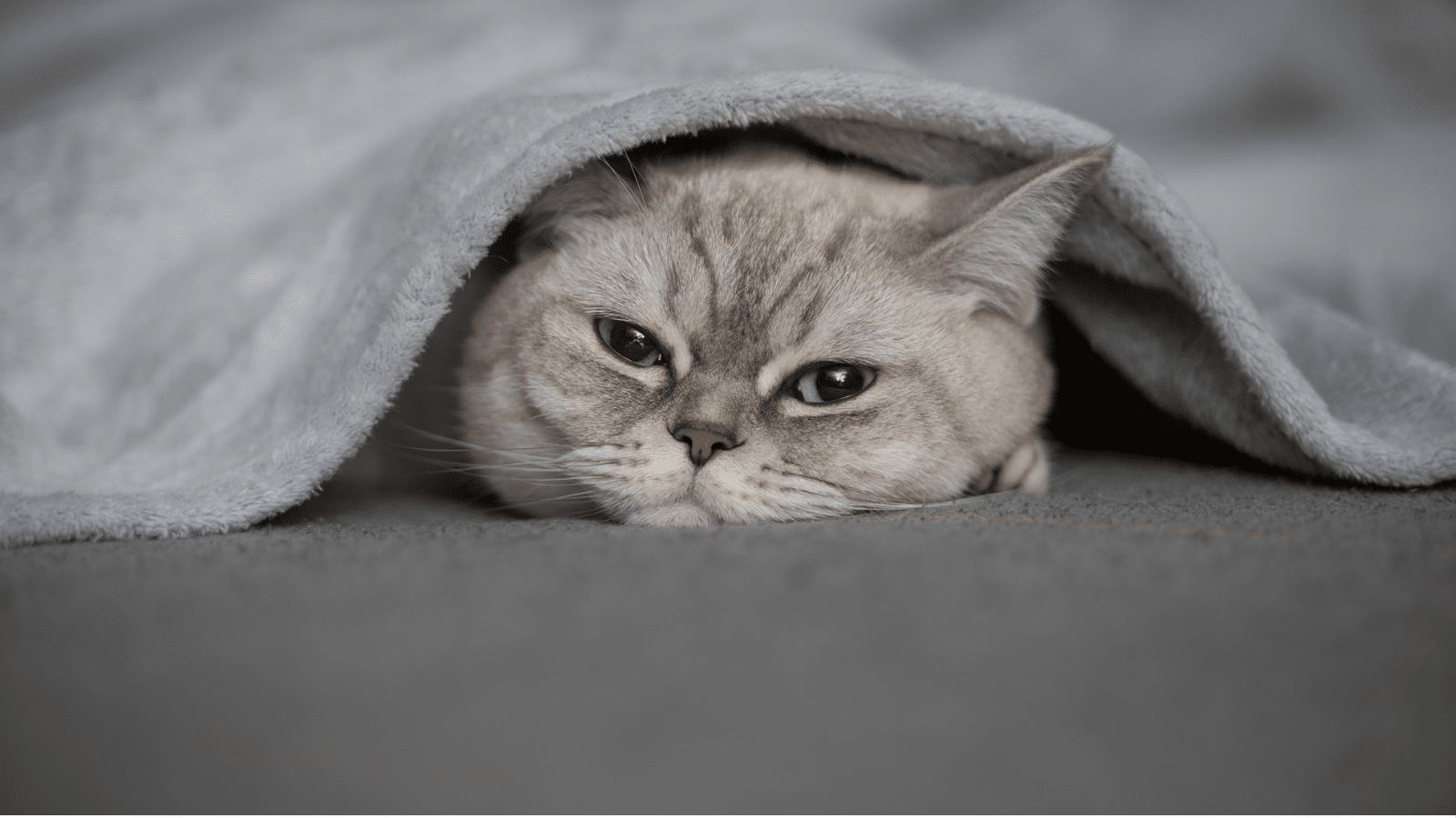 gray kitten under blanket