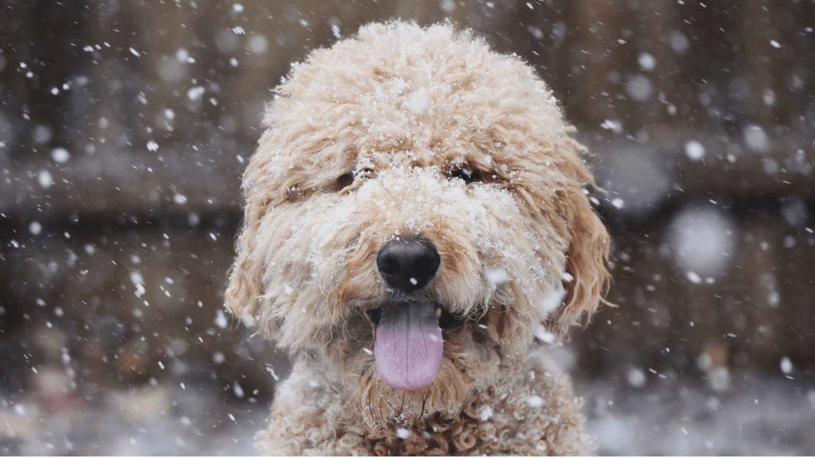 Goldendoodle in snow