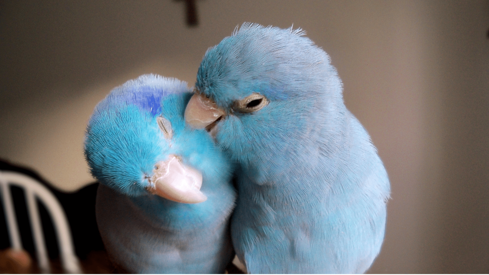 Two blue parakeets