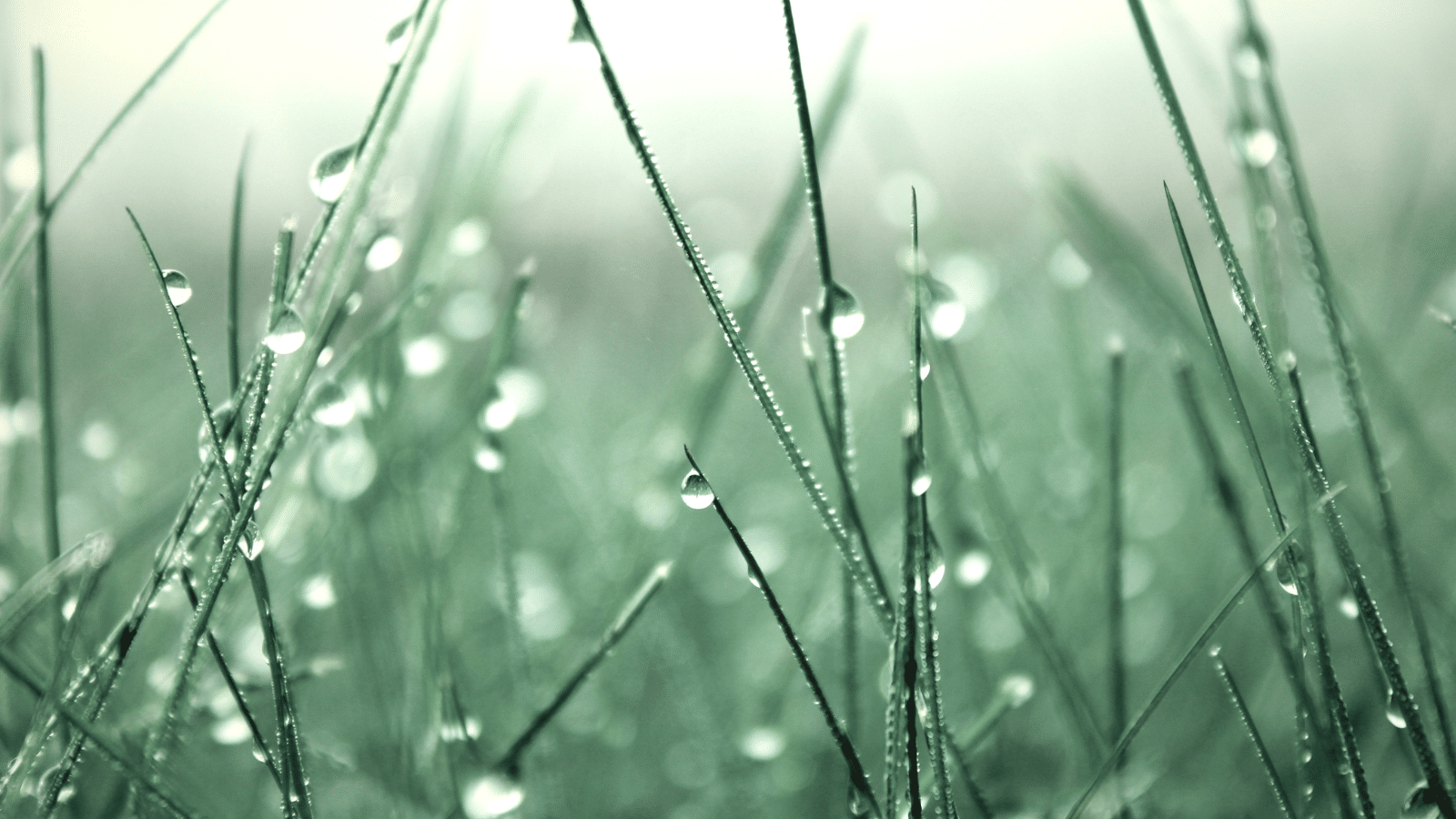Dew on blades of grass