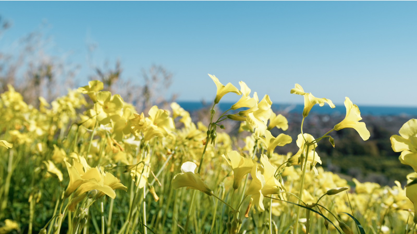 Field of yellow sorrel flowers