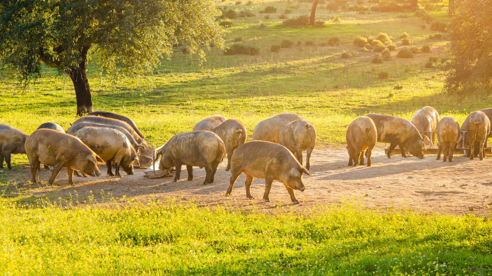 Group of pigs in a field